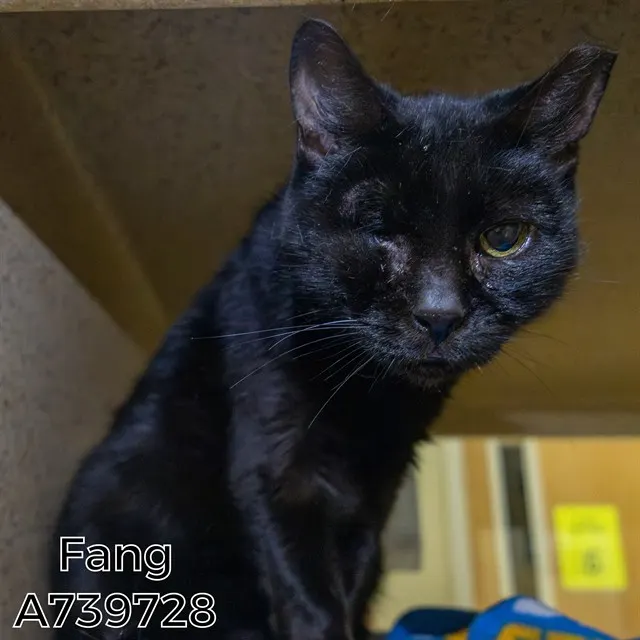 Fang