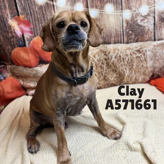 Clay
