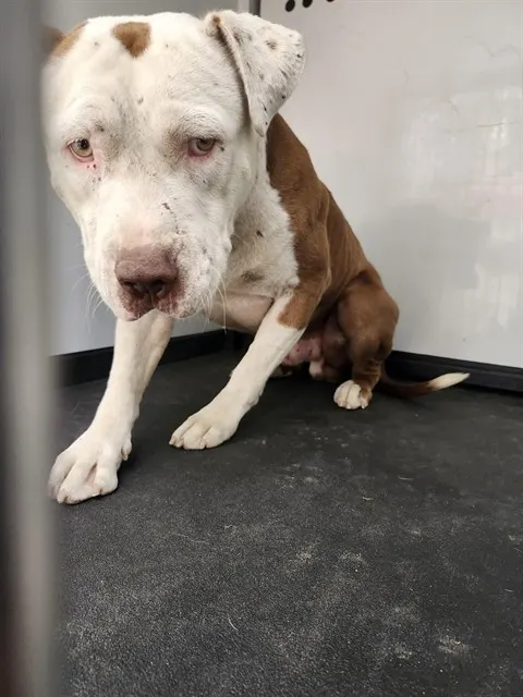 Adoptable Dog