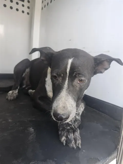 Adoptable Dog