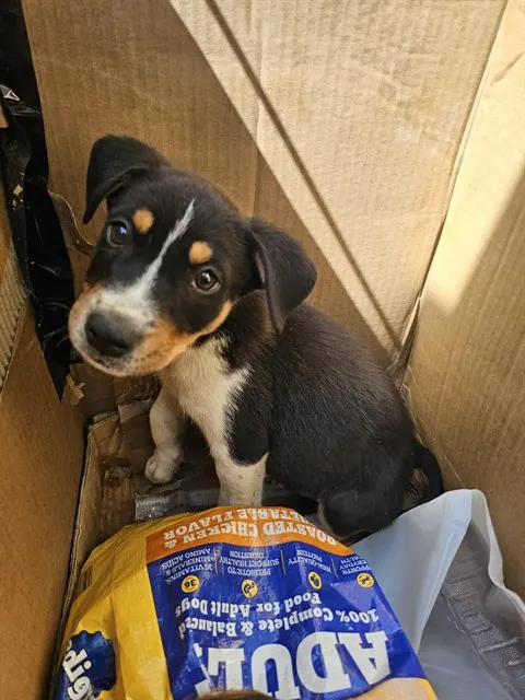 Adoptable Dog
