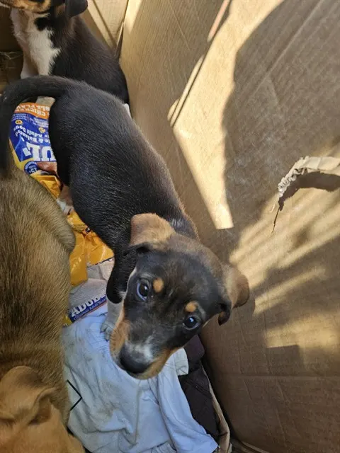 Adoptable Dog