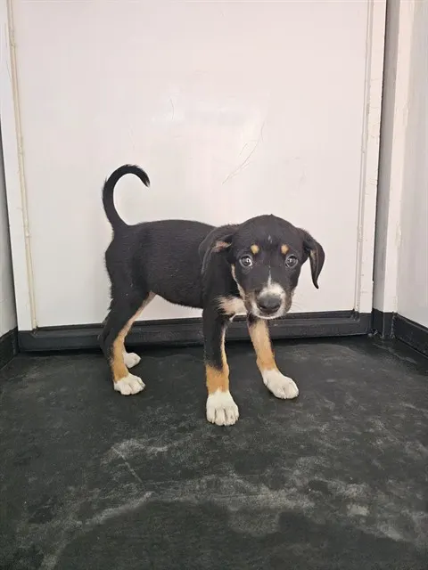 Adoptable Dog