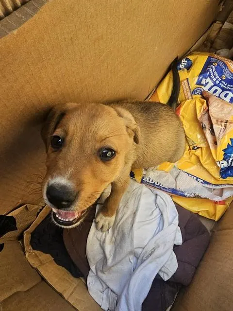 Adoptable Dog