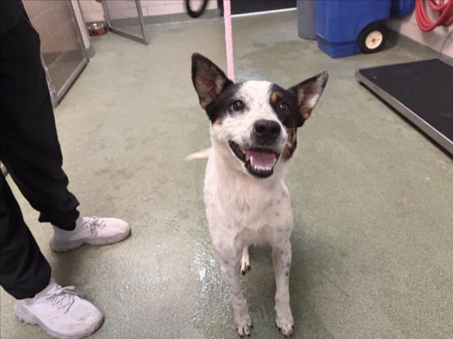 Adoptable Dog