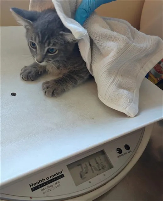 Adoptable Cat