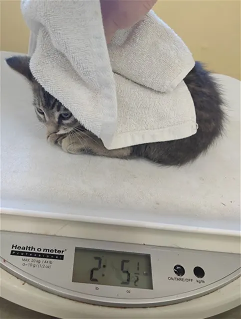 Adoptable Cat