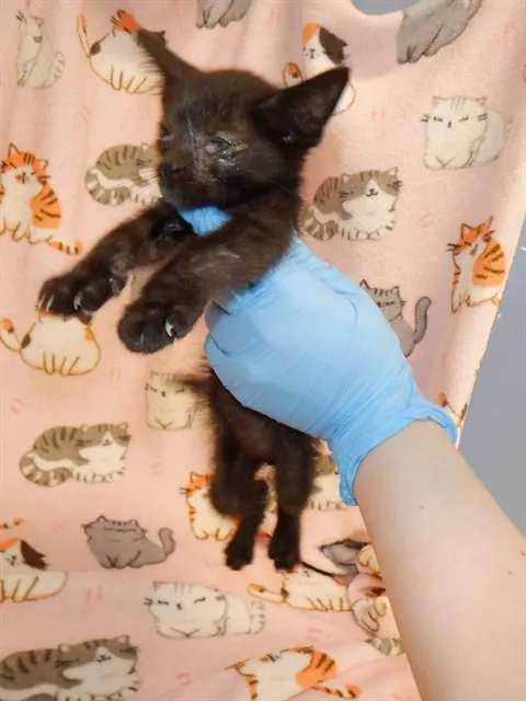 Coco