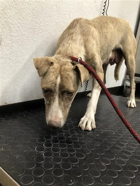 Adoptable Dog