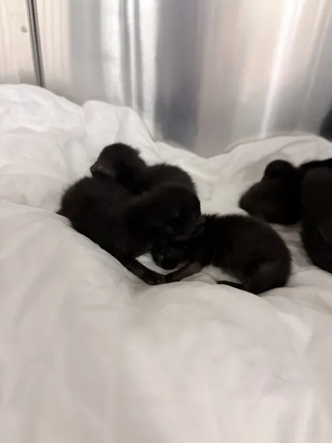 Lentil