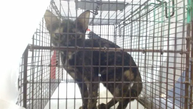 Bebe