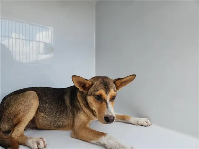 Adoptable Dog