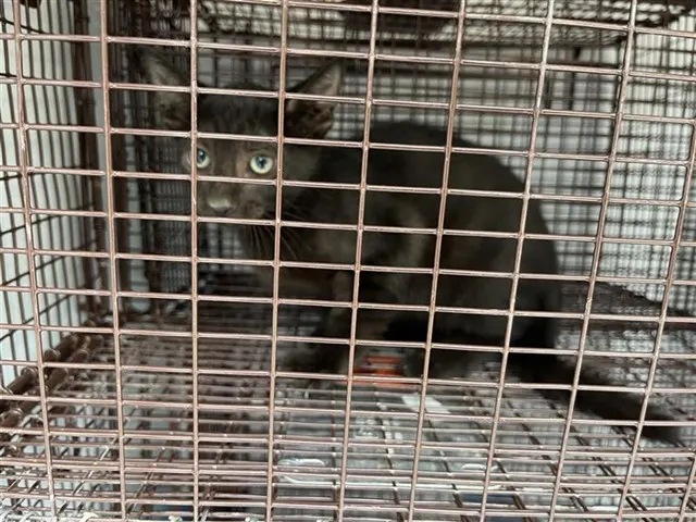 Adoptable Cat