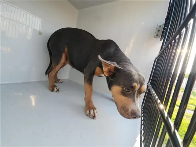 Adoptable Dog