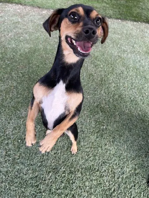 Domino