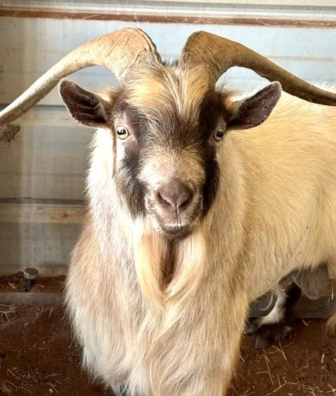 Billy