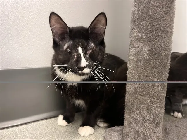 Adoptable Cat