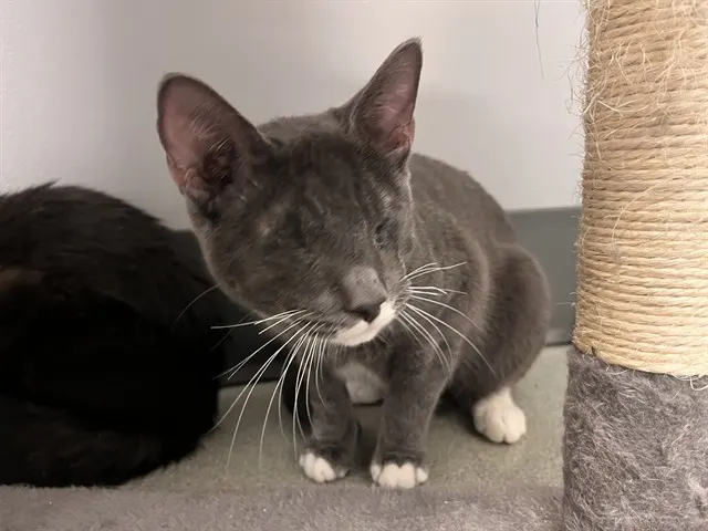 Adoptable Cat