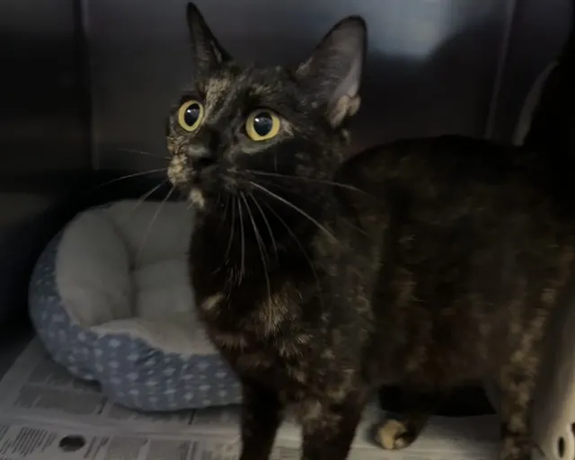Sabrina