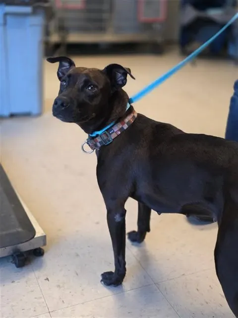 Adoptable Dog