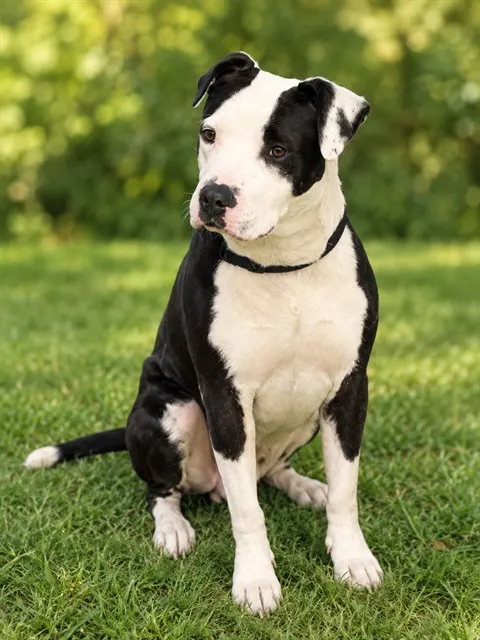 Adoptable Dog
