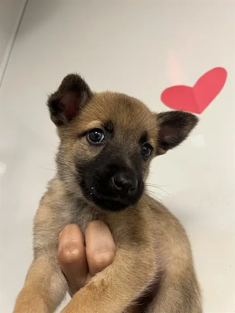 Kitkat
