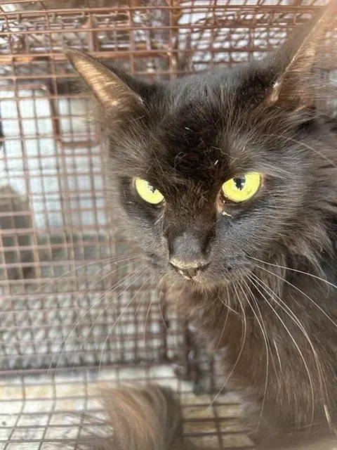 Adoptable Cat