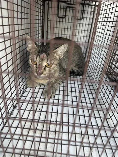 Adoptable Cat