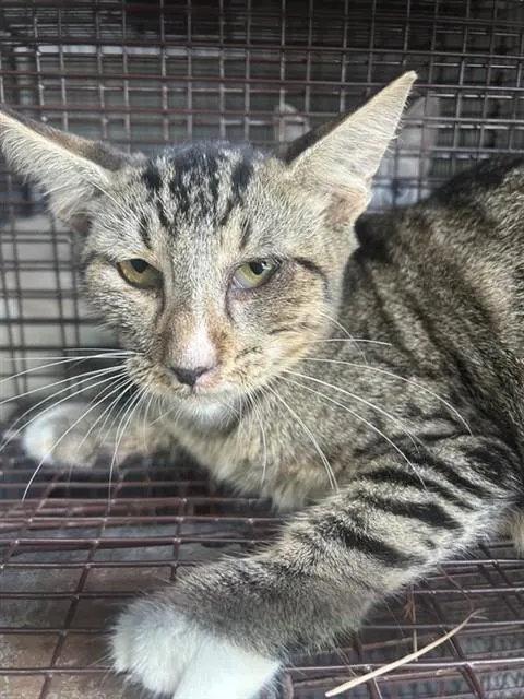 Adoptable Cat