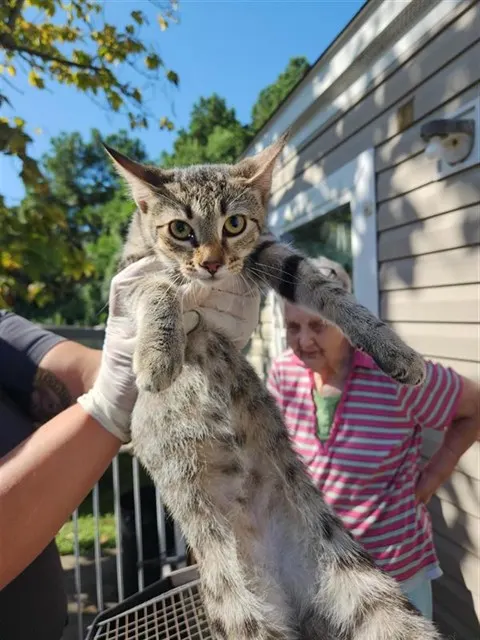 Adoptable Cat