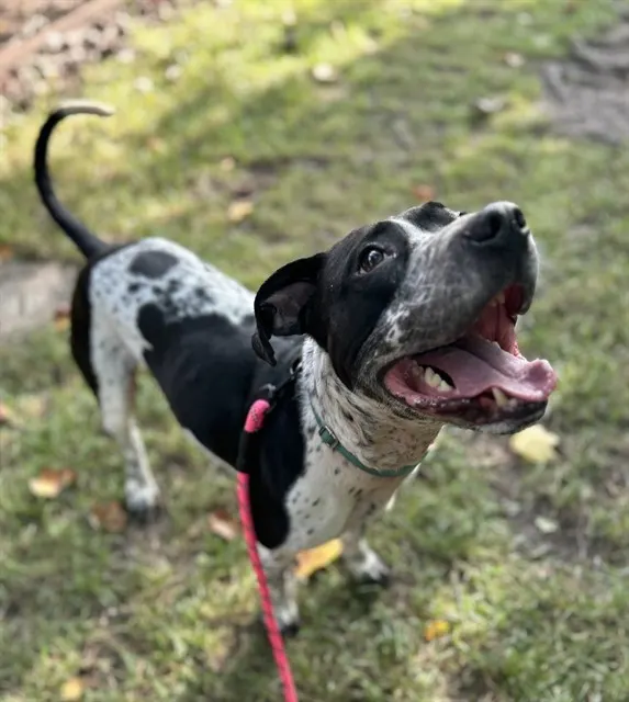Odin