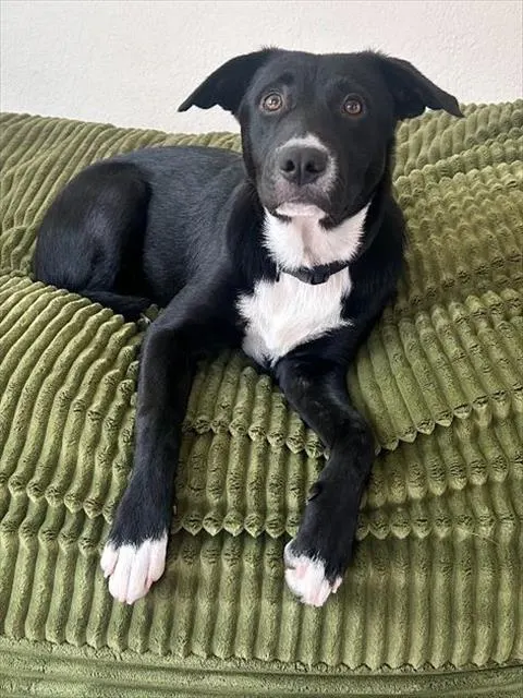 Molly