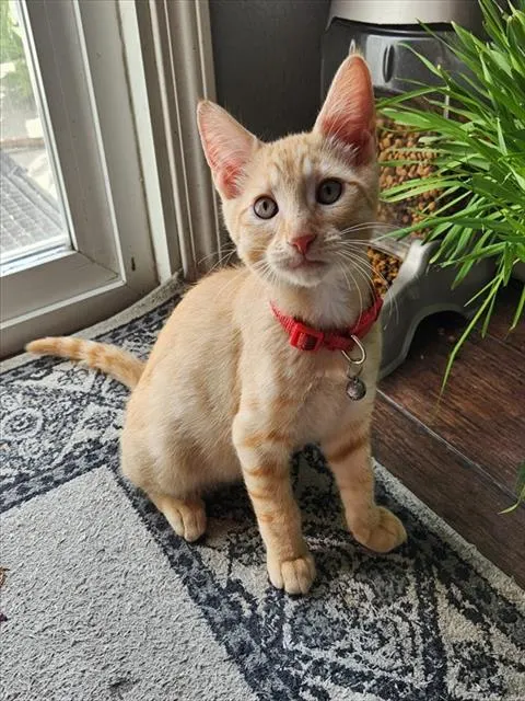 Chester