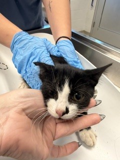 Adoptable Cat