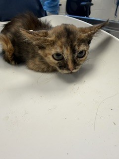 Adoptable Cat