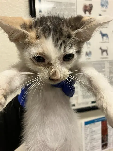 *Nilla