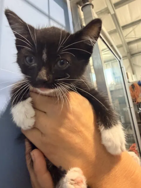 Miss Purrsalot
