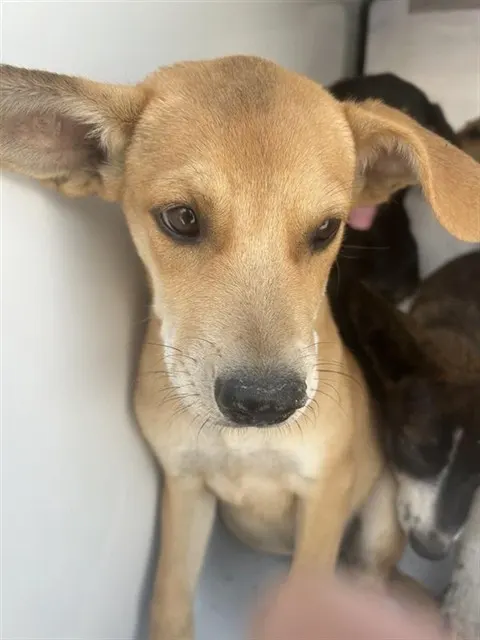 Adoptable Dog