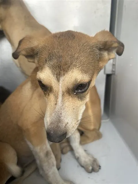 Adoptable Dog