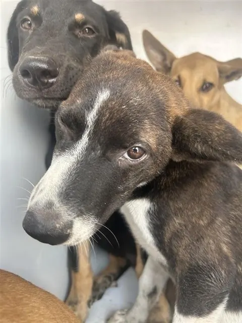 Adoptable Dog