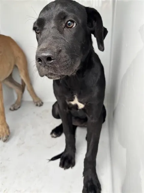 Adoptable Dog