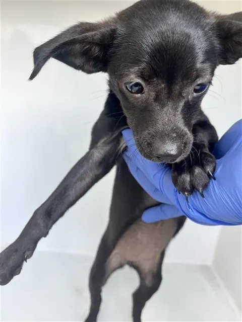 Adoptable Dog