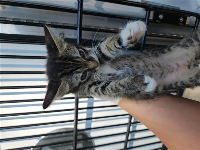 Adoptable Cat