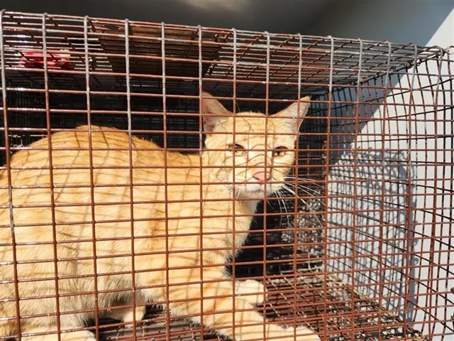 Adoptable Cat