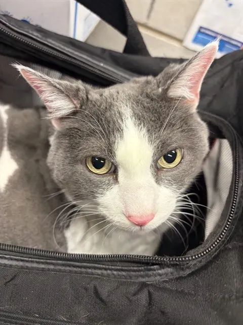 Kiki