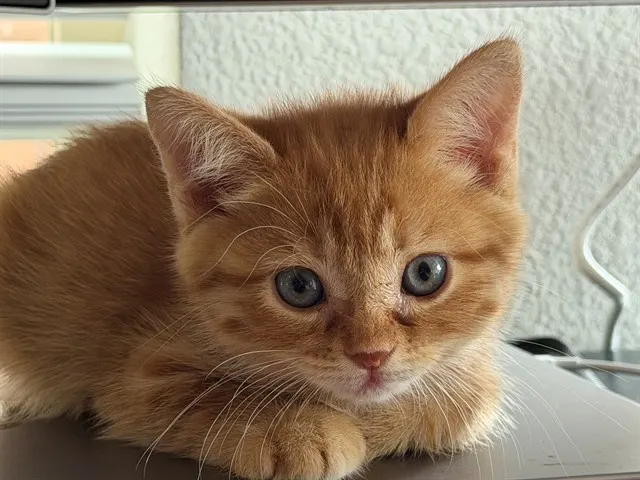 Pancake