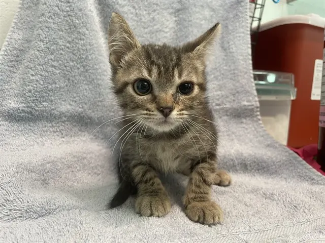 Odin