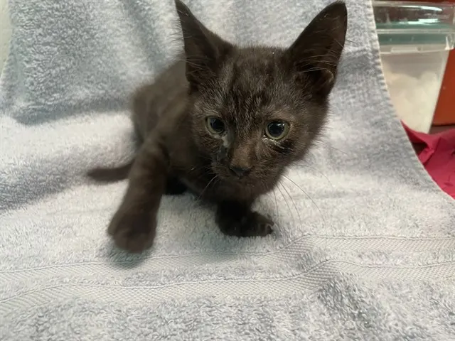 Nyx
