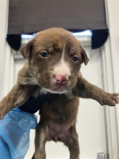 Adoptable Dog