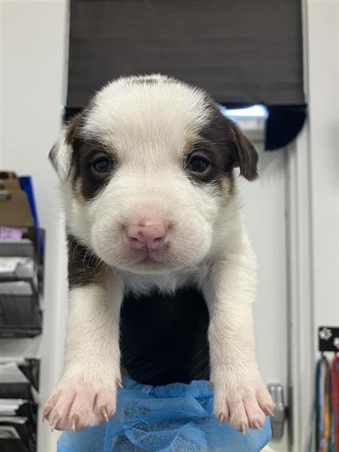 Adoptable Dog
